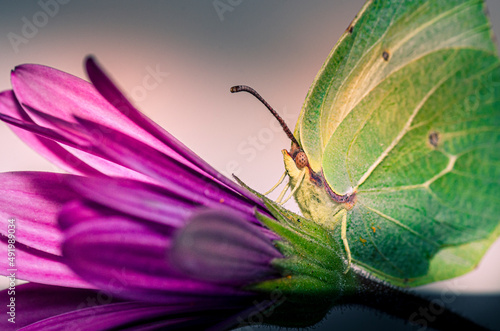 Farfalla Cedronella photo
