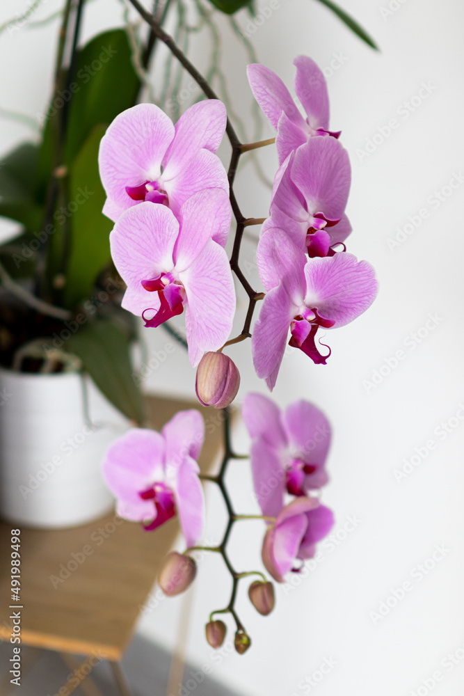 orchidée orchidée