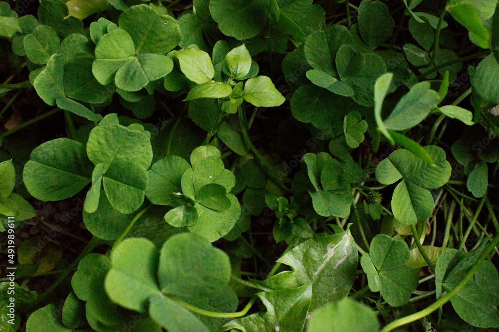 green clover leaves background with some parts in focus green clover leaves background with some parts in focus