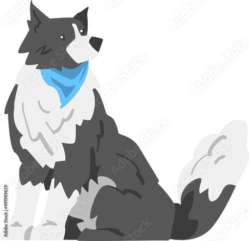 Sitting Border Collie as Herding Dog Breed with Thick Fur Wearing Blue Neckcloth