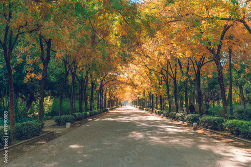 Tree-lined walkway in the Maria Luisa park in Seville.