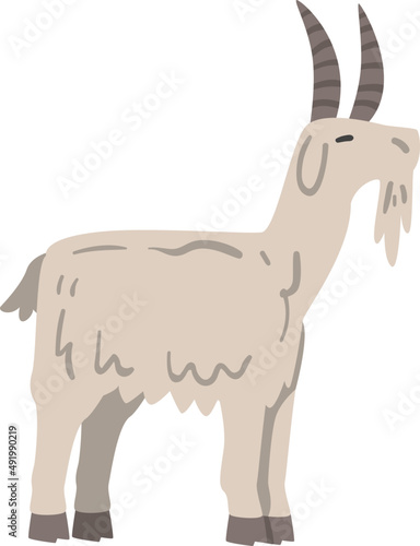 Goat Hoofed Mammal with Horns as Farm Animal and Domestic Livestock Breeding
