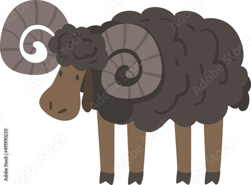Ram Sheep as Farm Ruminant Animal with Horns and Domestic Livestock Breeding