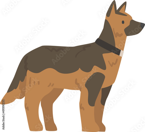 German Shepherd Purebred Dog as Domestic Pet Animal in Standing Pose Side View