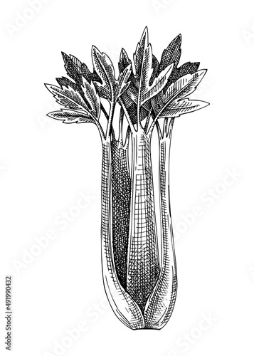 Fresh Celery sketch. Garden leaf vegetable drawing. Organic green food plant. Hand-sketched celery leaves vector illustration for markets, packaging, restaurant, menu, recipe