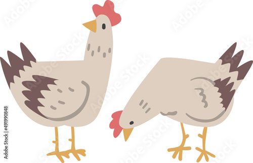 Hen Female Chicken Bird as Farm Animal and Domestic Livestock Breeding