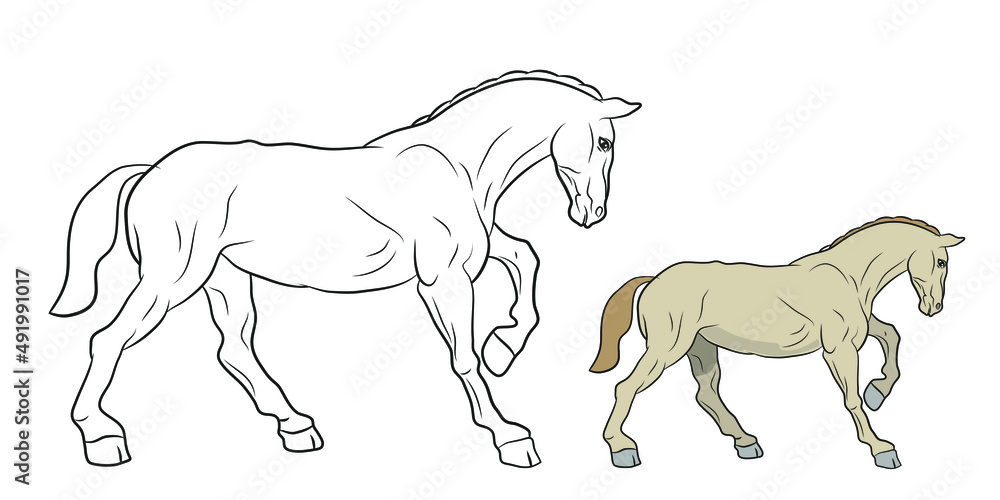 
Animals. Black and white image of a horse, coloring book for children.
 Vector image.
Color image, design, background.
