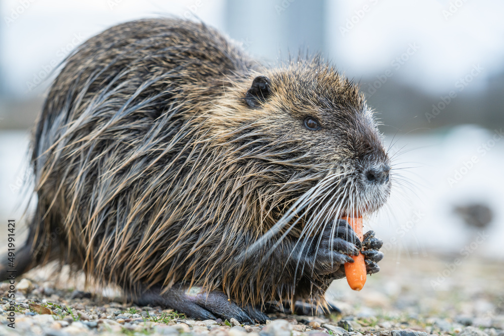 Nutria, auch Biberratte, Wasserratte oder Sumpfbiber genannt, leben in der Nähe von Wasser in selbst gegrabenen Erdhöhlen. Der aus Südamerika stammende, in Gruppen lebende Säuger ist eine invasive Art Nutria, auch Biberratte, Wasserratte oder Sumpfbiber genannt, leben in der Nähe von Wasser in selbst gegrabenen Erdhöhlen. Der aus Südamerika stammende, in Gruppen lebende Säuger ist eine invasive Art