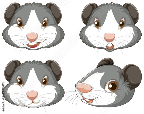 A Cute guinea pig on white background