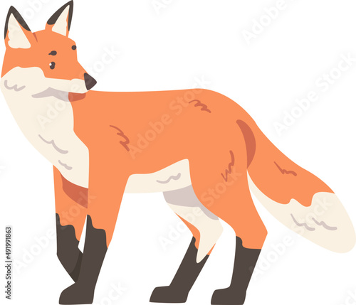 Walking Orange Fox as Omnivorous Mammal with Pointed Snout and Long Bushy Tail