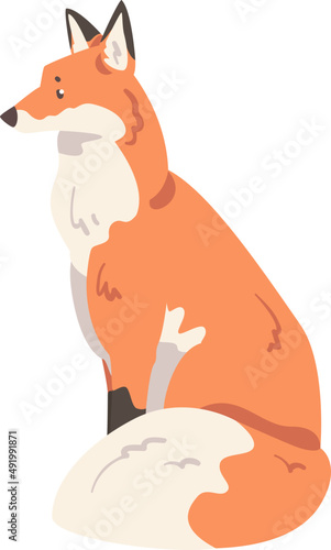 Sitting Orange Fox as Omnivorous Mammal with Pointed Snout and Long Bushy Tail
