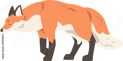 Walking Orange Fox as Omnivorous Mammal with Pointed Snout and Long Bushy Tail