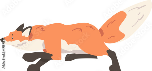 Sneaking Orange Fox as Omnivorous Mammal with Pointed Snout and Long Bushy Tail