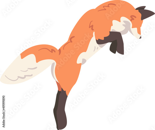Jumping Orange Fox as Omnivorous Mammal with Pointed Snout and Long Bushy Tail