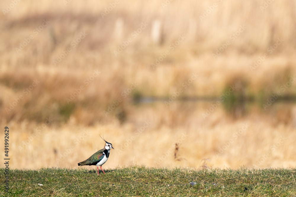 Northern lapwing (vanellus vanellus), in its habitat Northern lapwing (vanellus vanellus), in its habitat