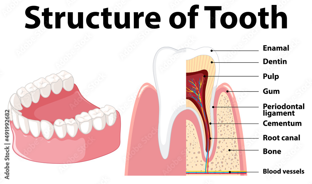 Infographic of human in structure of tooth Infographic of human in structure of tooth