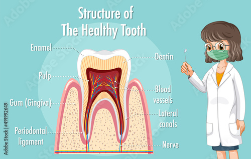Infographic of human in structure of the healthy tooth