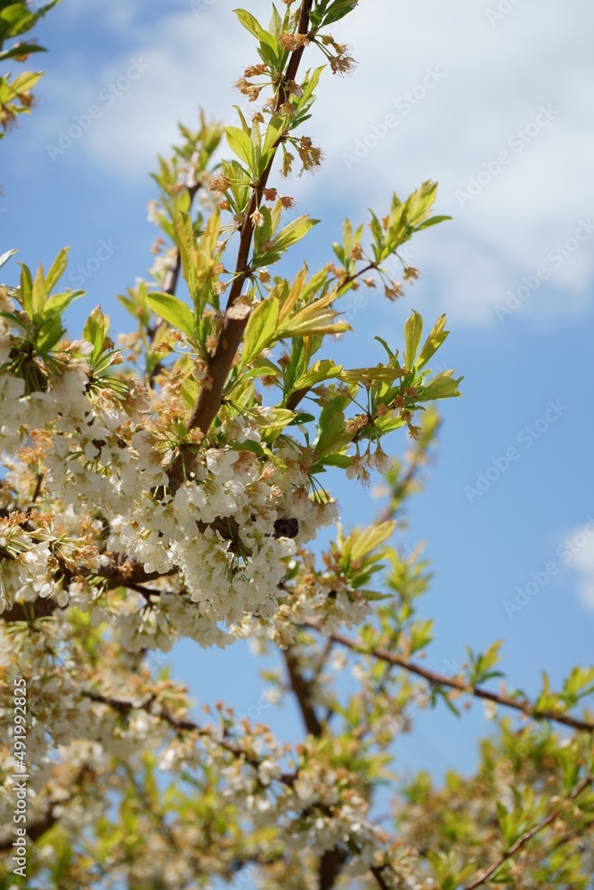 Fototapeta premium spring