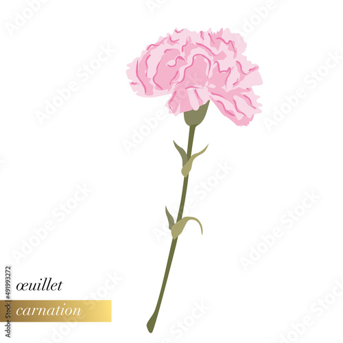 Illustration florale simple en gros plan d’un œillet rose.
