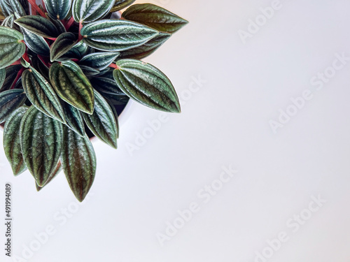 A home plant peperomia rosso isolated on a white background