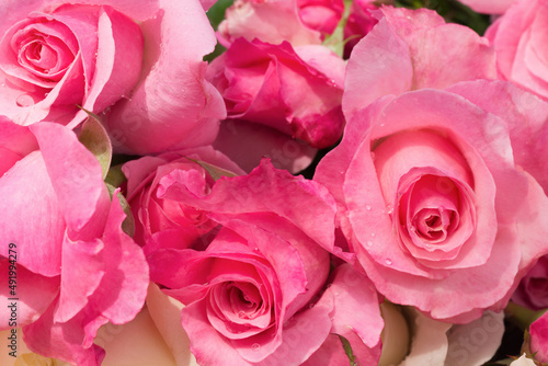 Harvesting roses on a farm field, a pile of pink roses, macro details shot.