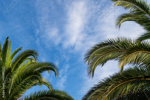 Summer holidays concept with palm trees against blue sky with white clouds, holiday background © manuta