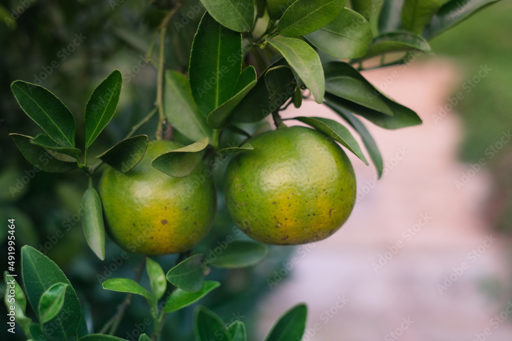 Natural organic of ripe fresh tangerine hanging on the top of tree in orange plantation garden, Chiangmai, Thailand. . Natural organic of ripe fresh tangerine hanging on the top of tree in orange plantation garden, Chiangmai, Thailand. .