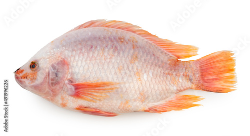 White Nile tilapia fish isolated on white background, Red Tilapia Fish or Tuptim Fish on white with clipping path
