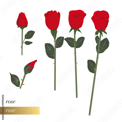 Illustration florale simple en gros plan de 5 roses rouges dont 2 en bouton.