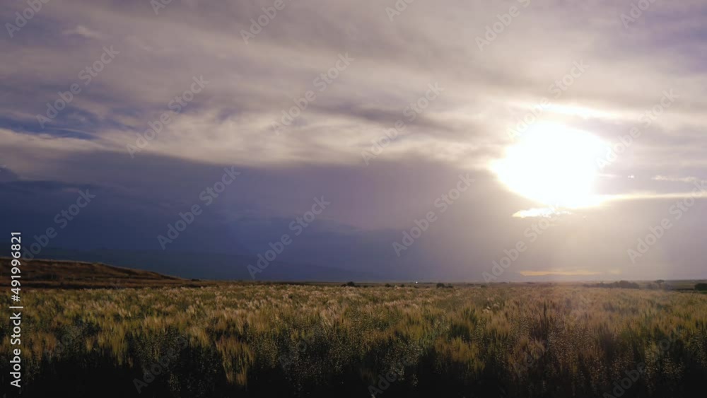 Barley Growing In A Field Illuminated By The Morning Sun Barley Growing In A Field Illuminated By The Morning Sun