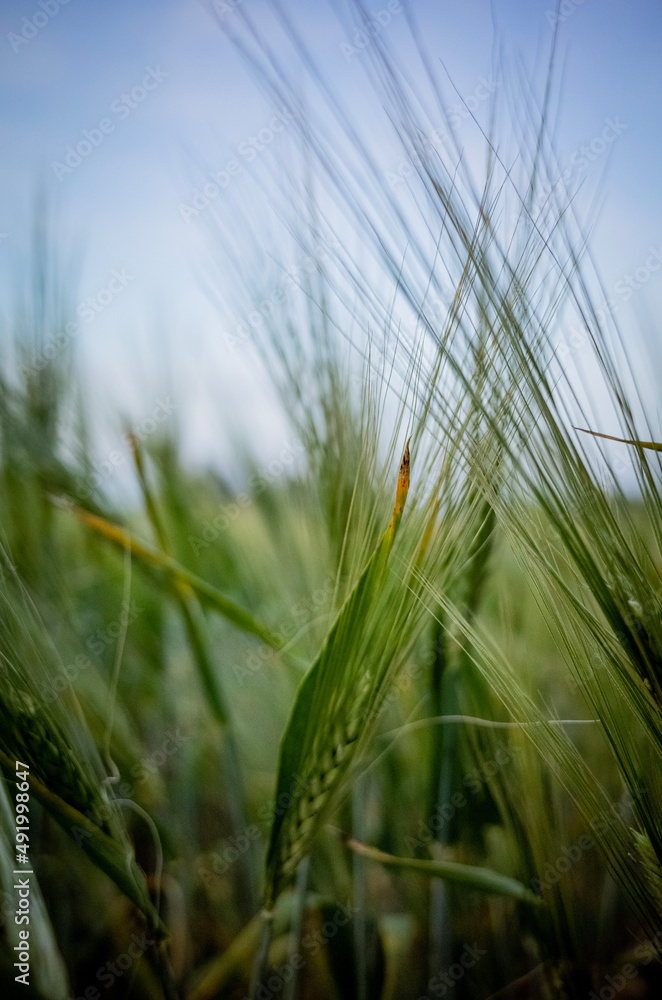 Fototapeta premium field of wheat