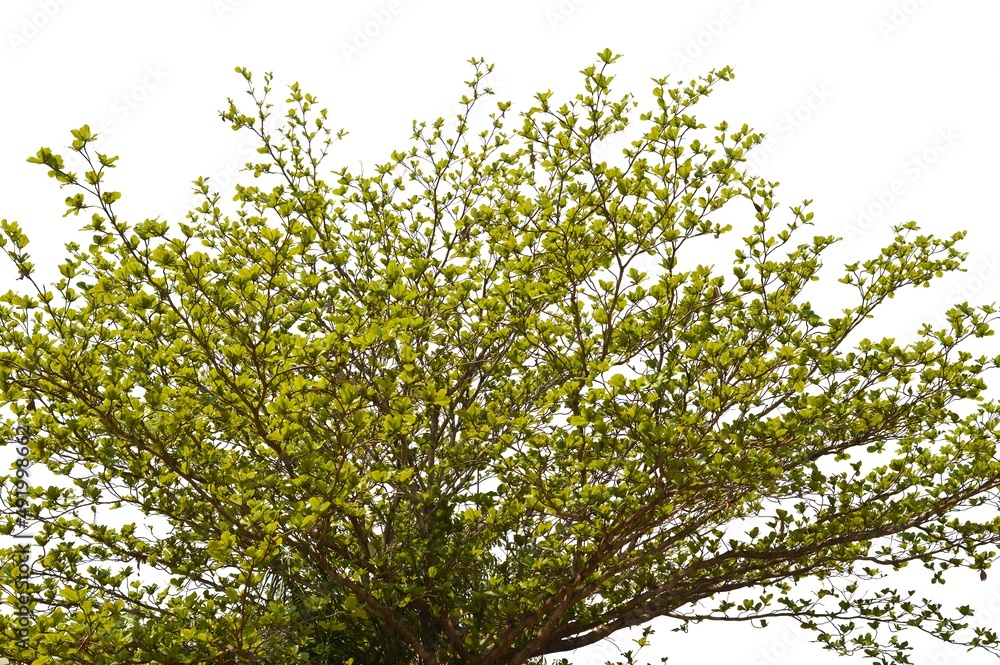 Fototapeta premium green leaves background isolated on white