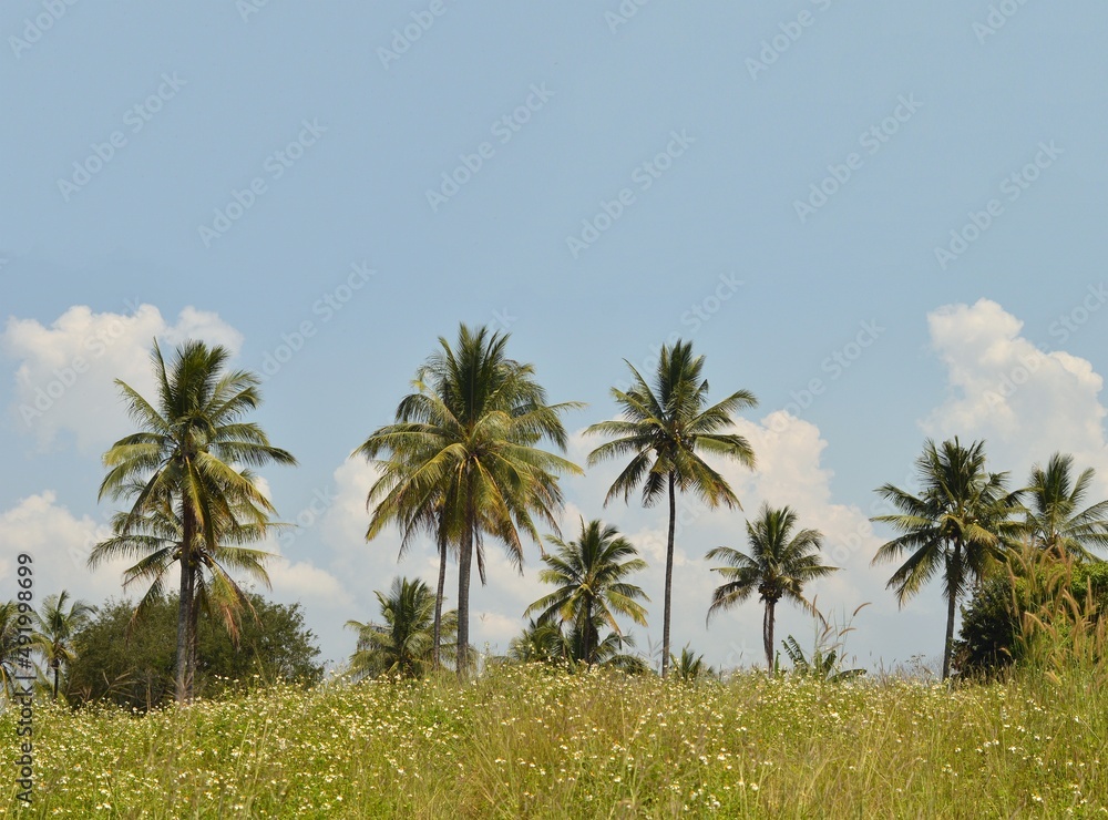 Fototapeta premium landscape of coconut tree and blue sky