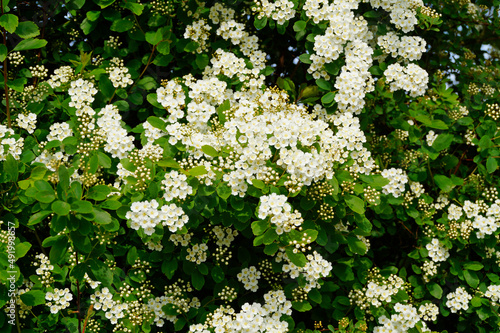 lush white blossoming Brautspiere (Spiraea arguta) or 	garland spiraea / spirea photo