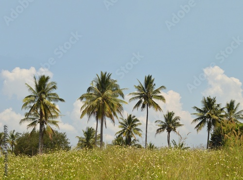 landscape of coconut tree and blue sky