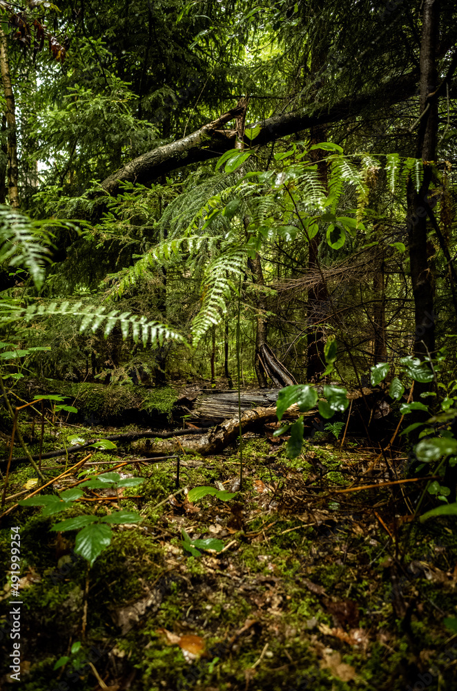 forest in the forest forest in the forest