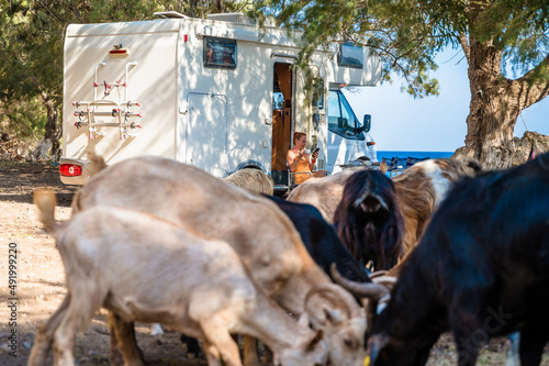 Family traveling with motorhome are eating breakfast on a beach among goats. photo