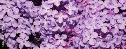 Fototapeta Naklejka Na Ścianę i Meble -  Lilac flowers, selective focus. Spring background