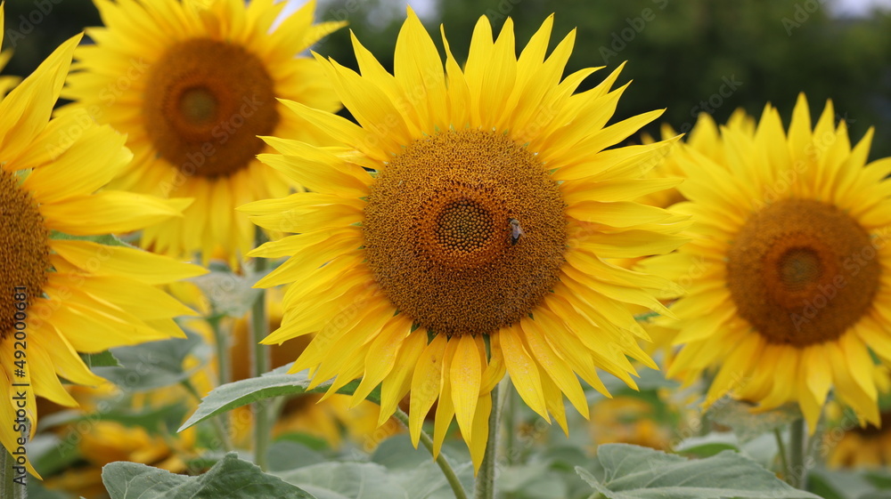 Fototapeta premium Tournesol 6