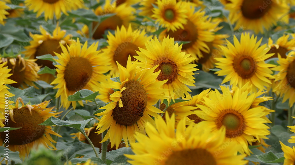 Fototapeta premium Tournesol 8