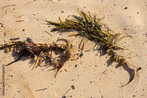 Seaweed plant on the sand at the beach
