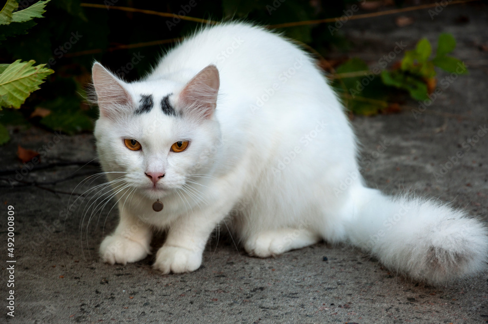 Beautiful white сat with green eyes is sweetly sitting on the grey track and looking forward. Pet on the yard