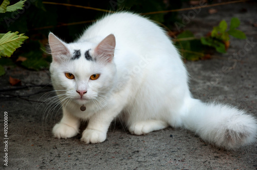 Beautiful white сat with green eyes is sweetly sitting on the grey track and looking forward. Pet on the yard photo