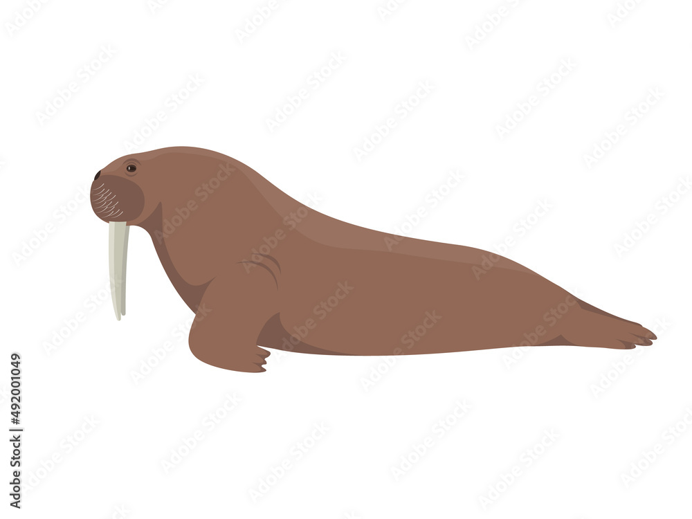 Vector walrus pinniped