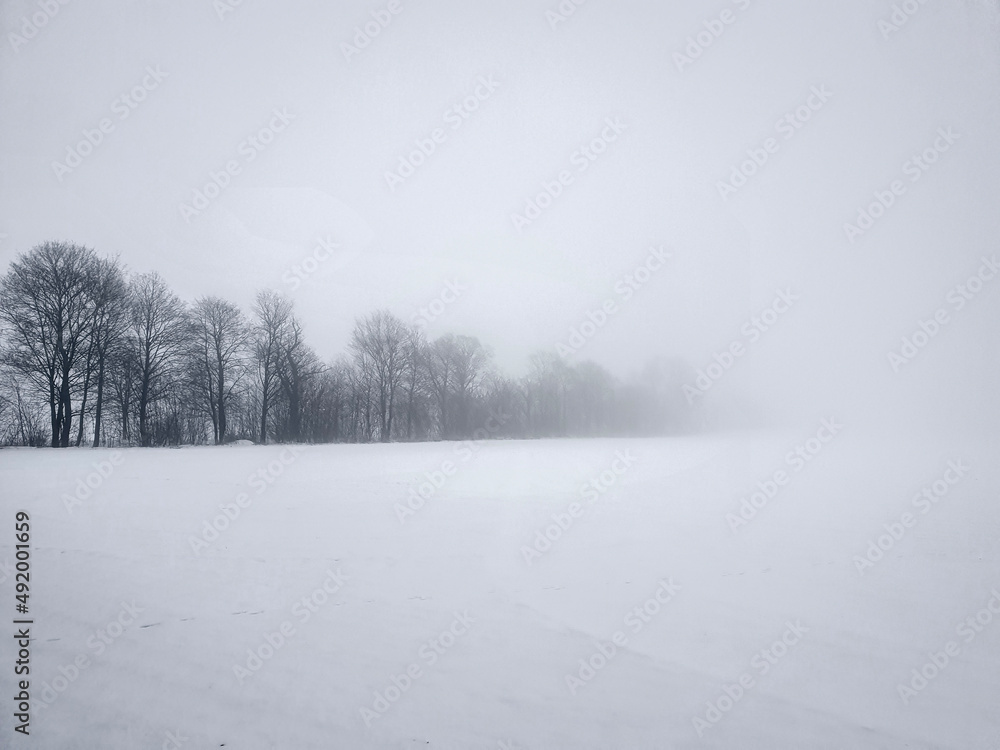 Fototapeta premium snow covered trees