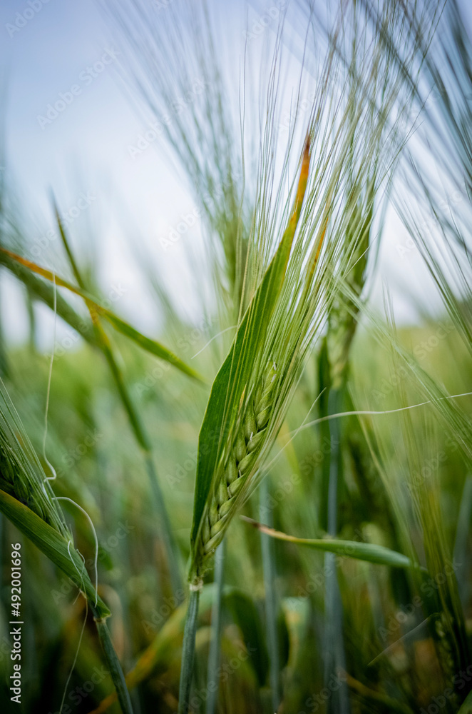 Fototapeta premium green wheat field