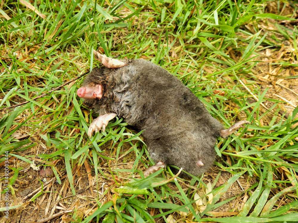 Dead European mole found in a meadow
Dead European mole found in a meadow