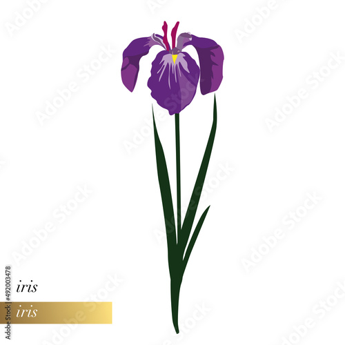 Illustration florale simple en gros plan d’un iris violet.