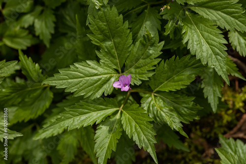 Dentaria glandulosa small purple forest wild flower photo
