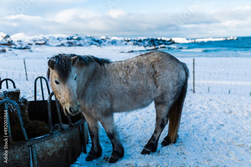 stado koni na zaśnieżonym pastwisku na Lofotach w Norwegii u wybrzeży Morza Norweskiego, konie rasy islandzkiej 